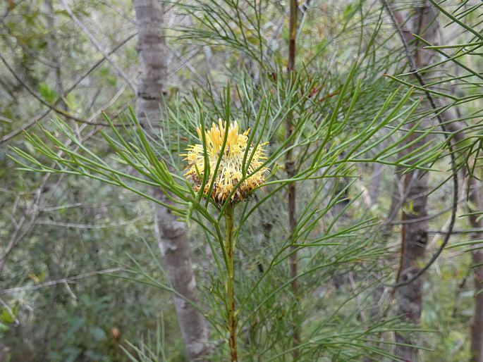 Isopogon anethifolius