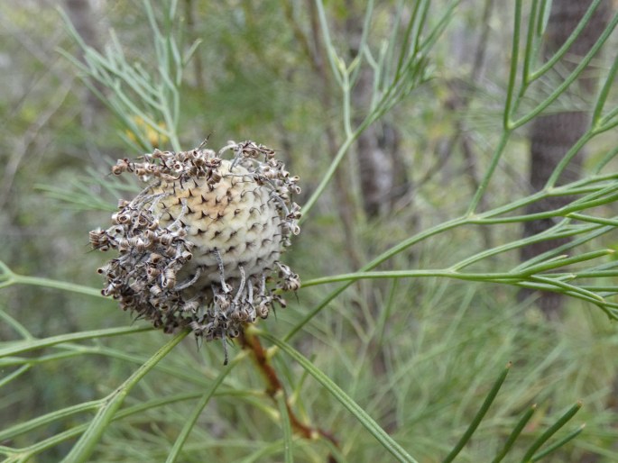 Isopogon anethifolius