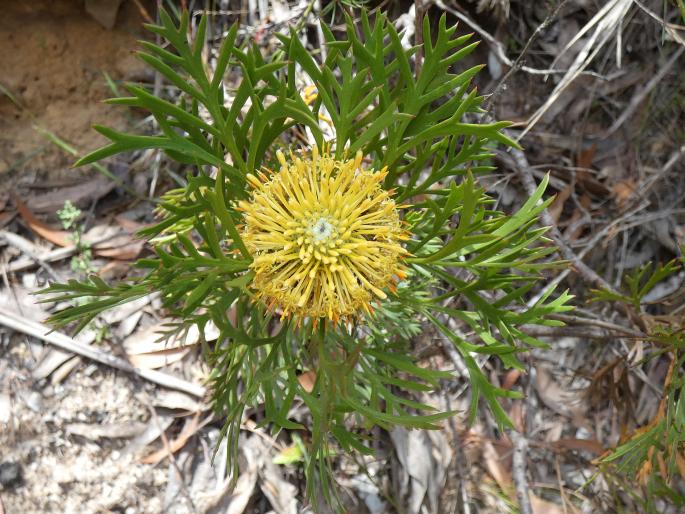 Isopogon anemonifolius