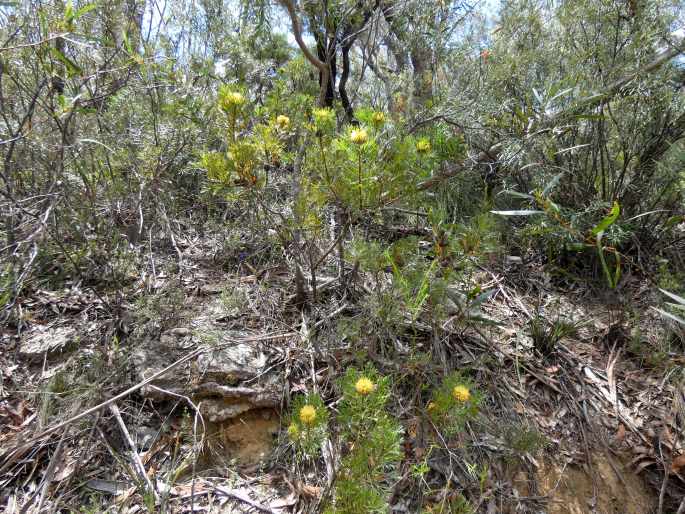 Isopogon anemonifolius