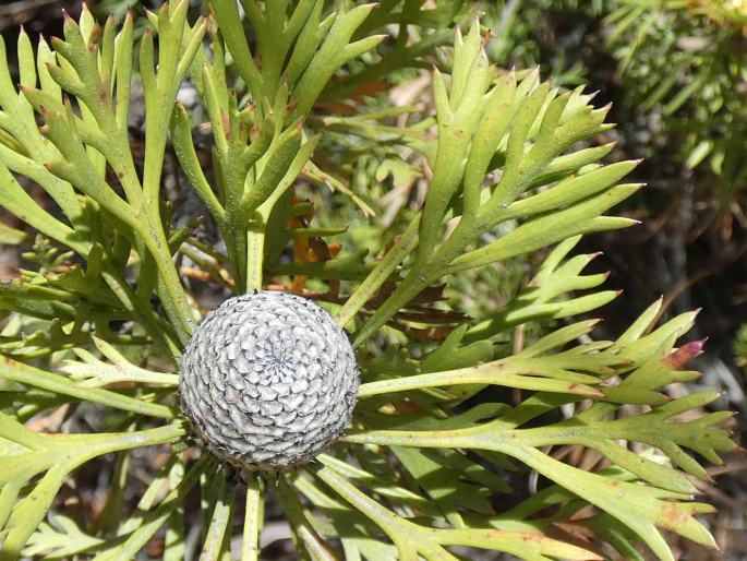 Isopogon anemonifolius