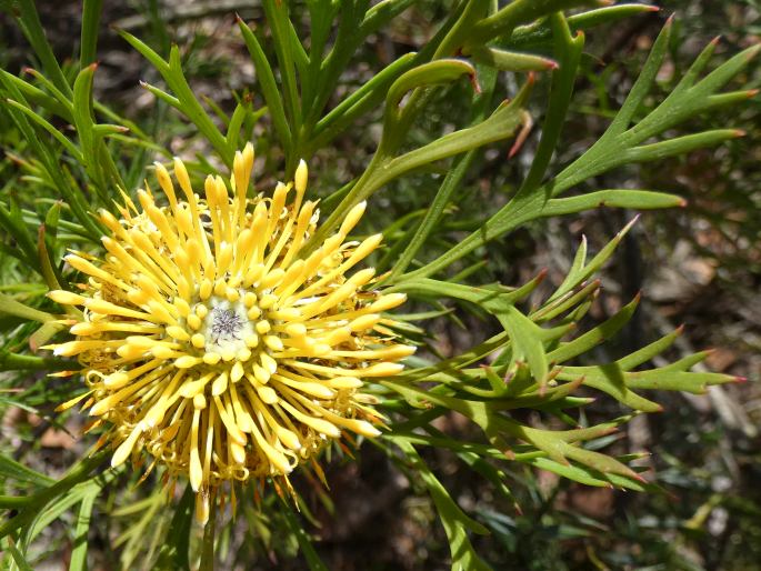 Isopogon anemonifolius