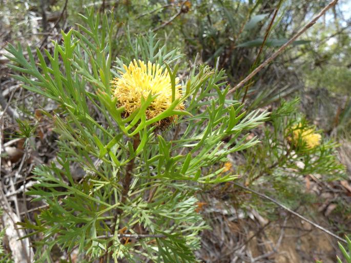 Isopogon anemonifolius