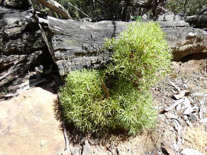 Isopogon ceratophyllus