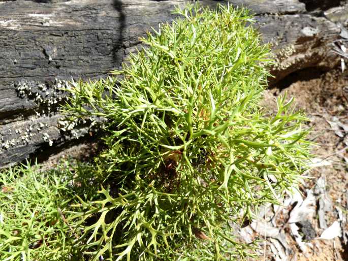 Isopogon ceratophyllus