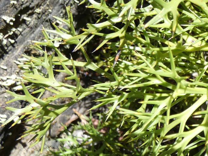 Isopogon ceratophyllus