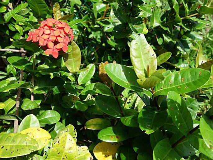 Ixora coccinea