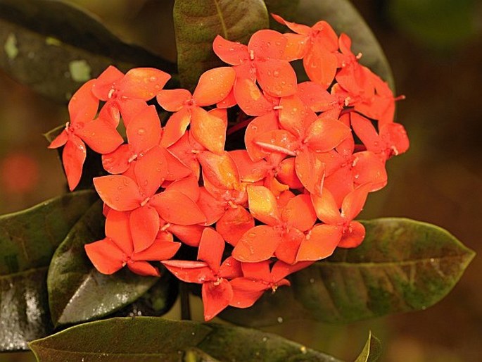 Ixora coccinea