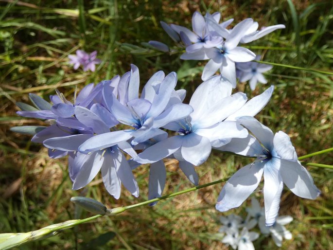 Ixia polystachya