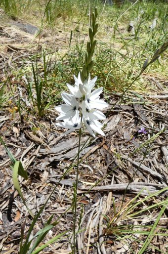 Ixia polystachya