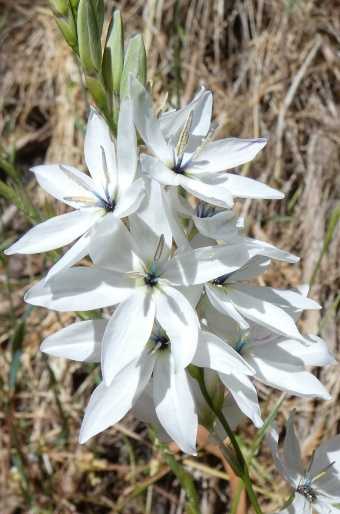 Ixia polystachya