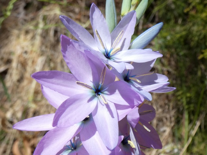 Ixia polystachya