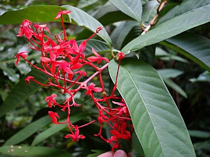 Ixora casei