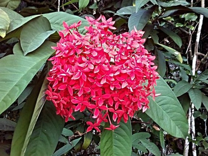 Ixora casei