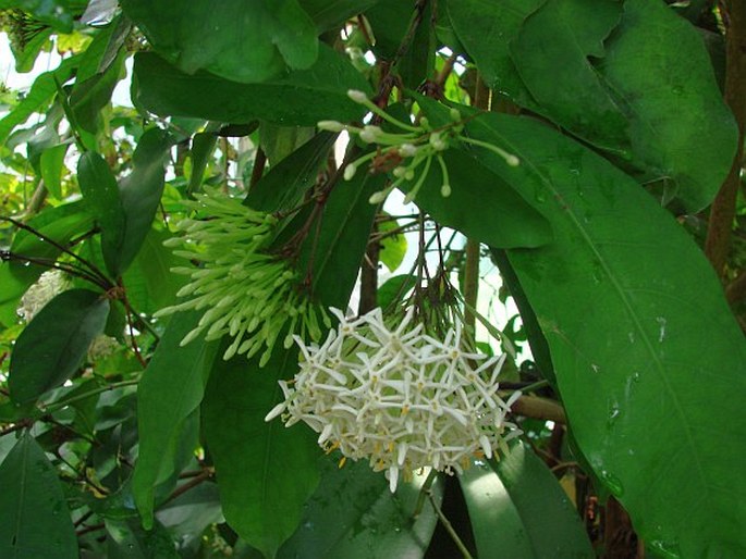 Ixora finlaysoniana