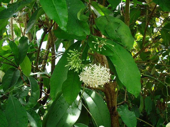 Ixora finlaysoniana