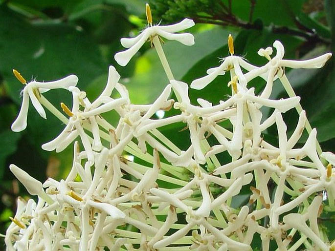 Ixora finlaysoniana