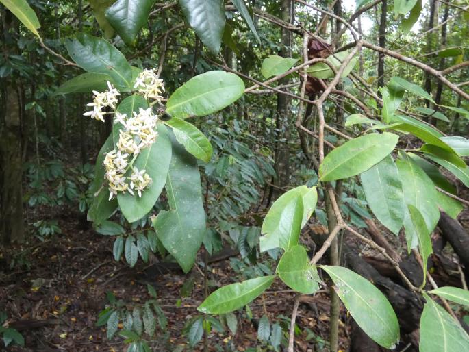 Ixora timorensis