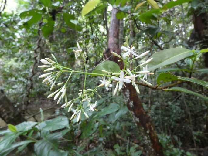 Ixora timorensis