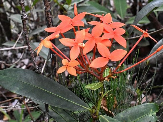 Ixora palawanensis