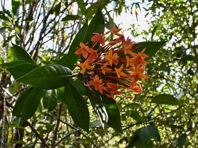 Ixora palawanensis