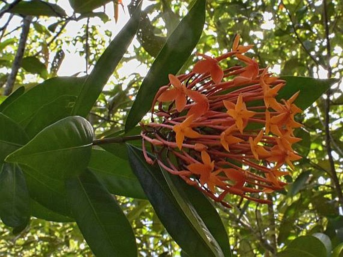 Ixora palawanensis