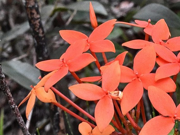 Ixora palawanensis