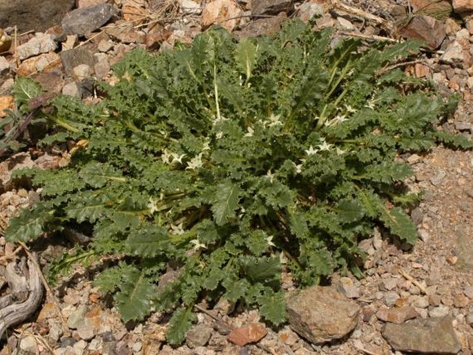 Jaborosa caulescens