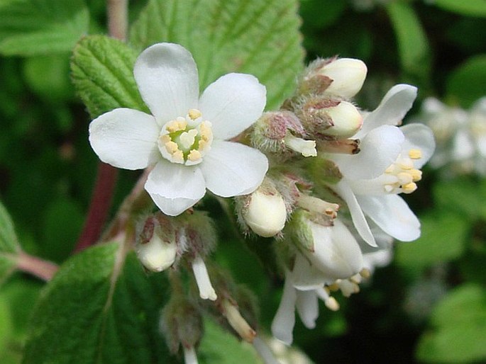 Jamesia americana