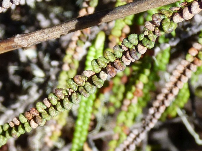 Jamesonia auriculata