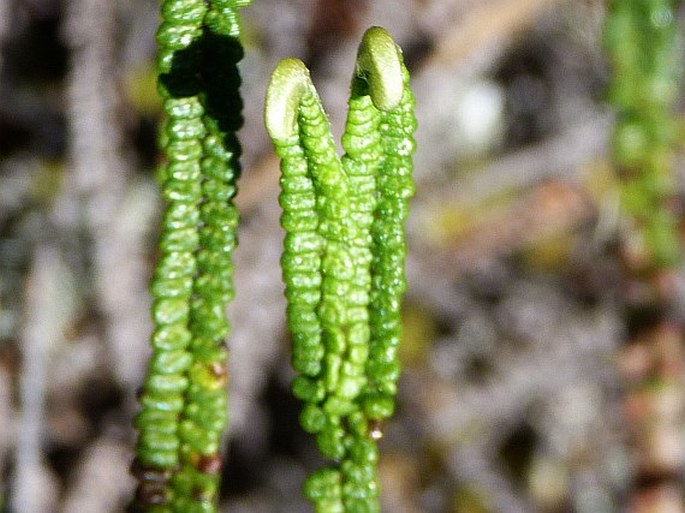 Jamesonia auriculata