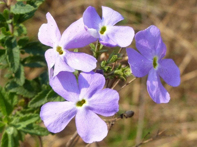 Jamesbrittenia grandiflora