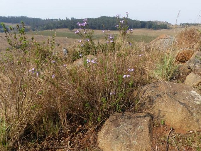 Jamesbrittenia grandiflora