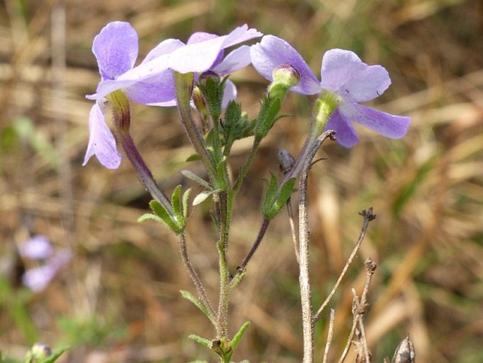 Jamesbrittenia grandiflora