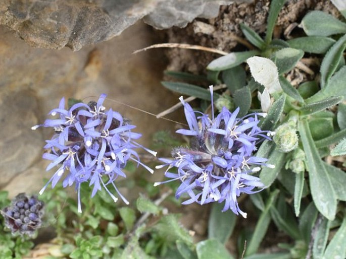 JASIONE CAVANILLESII C. Vicioso – pavinec