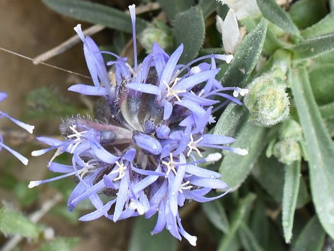 Jasione cavanillesii