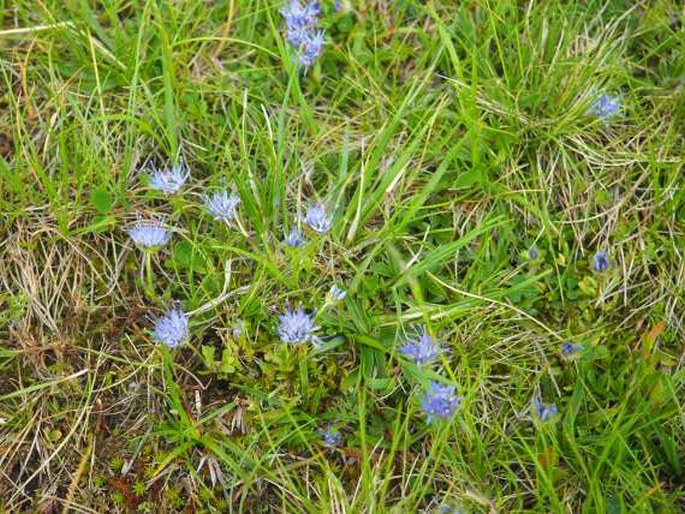 Jasione orbiculata