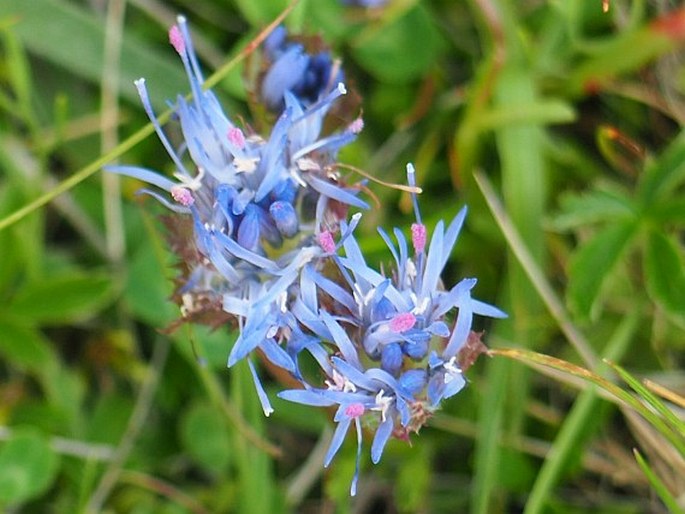 Jasione orbiculata