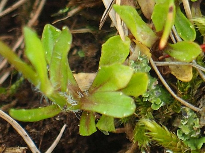 Jasione orbiculata