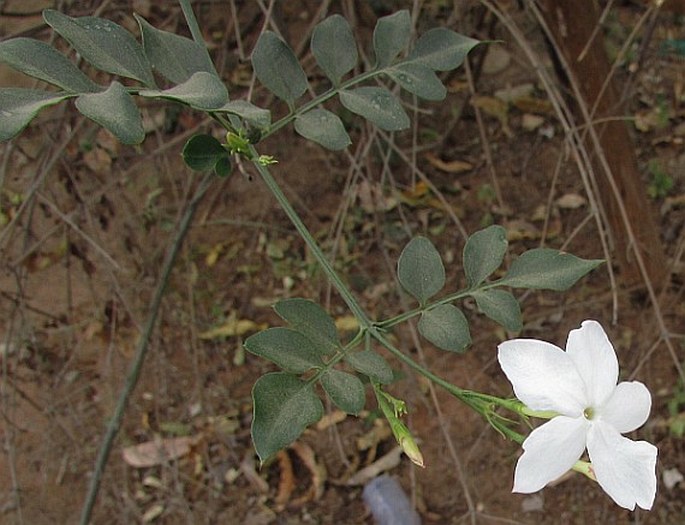 Jasminum grandiflorum