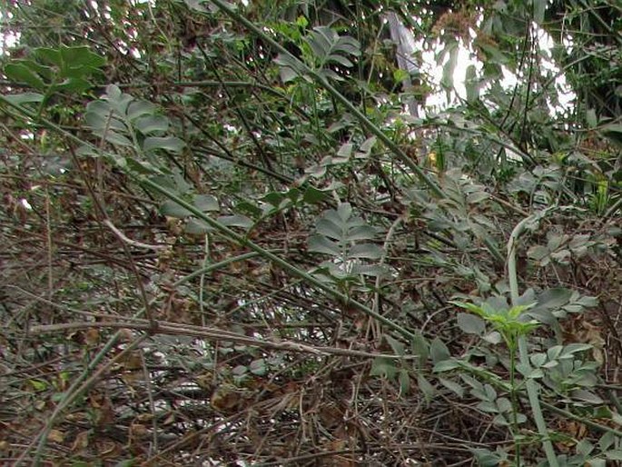 Jasminum grandiflorum