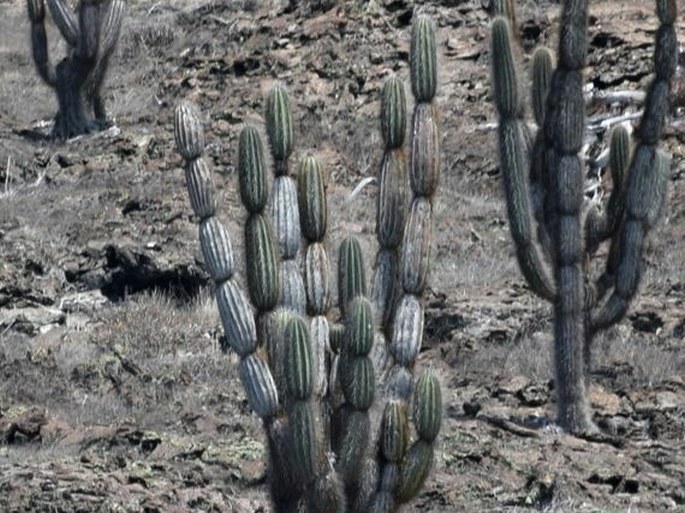 Jasminocereus thouarsii