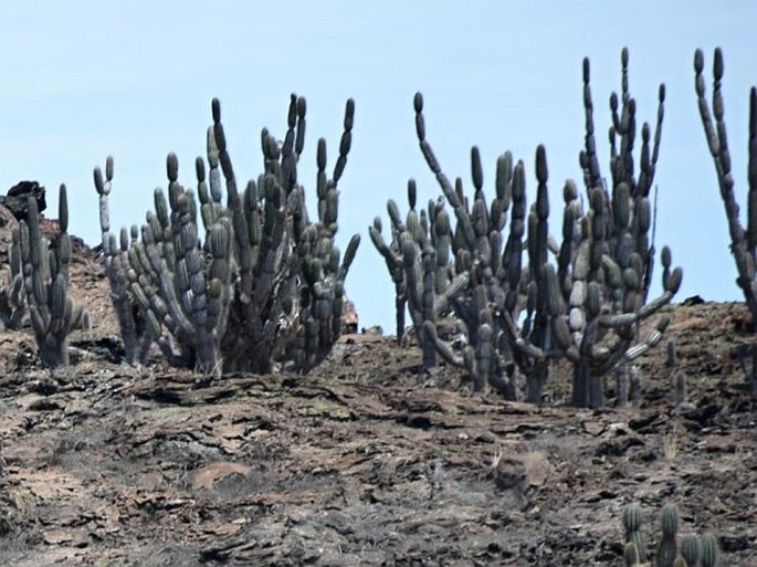 Jasminocereus thouarsii