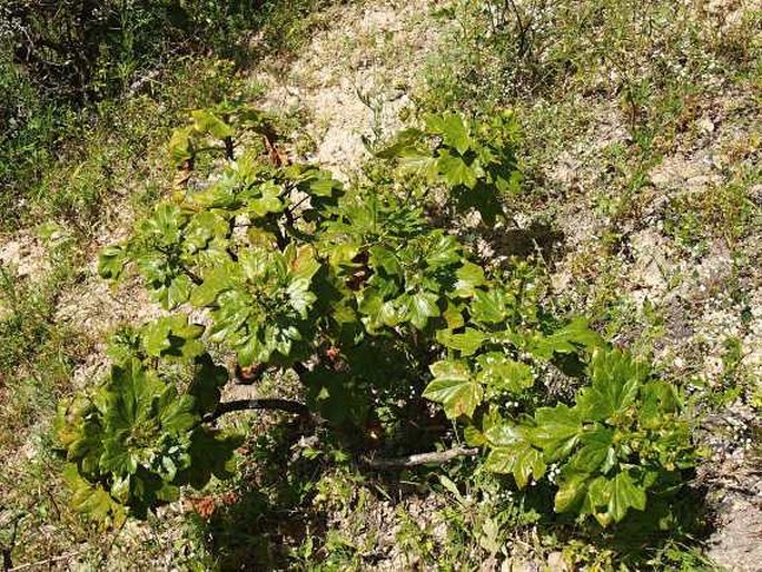 Jatropha dhofarica