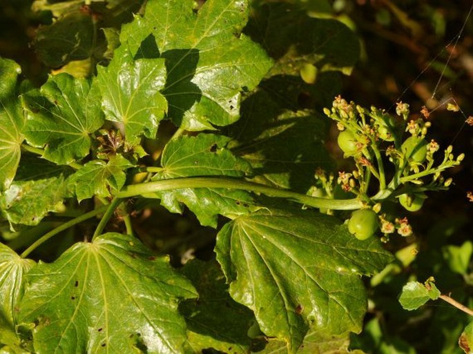 Jatropha dhofarica