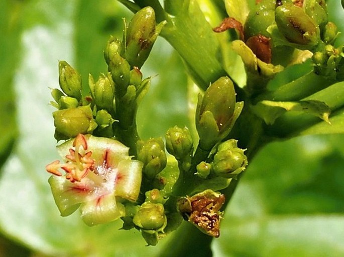 Jatropha dhofarica