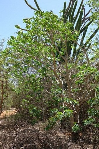 Jatropha mahafalensis