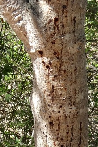 Jatropha mahafalensis