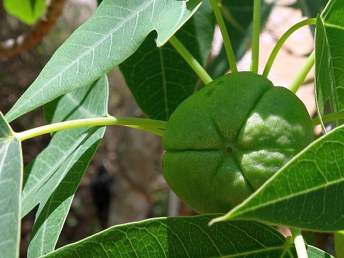 Jatropha mahafalensis