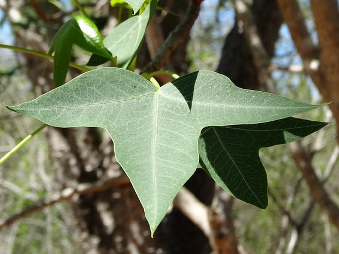 Jatropha mahafalensis